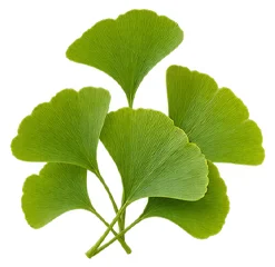 Ginkgo biloba, estratto nella formula di Uro Active