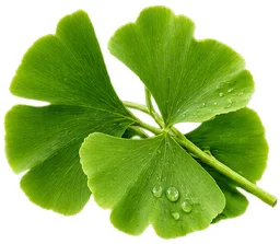 Ginkgo biloba, estratto nella formula di Uro Active