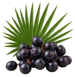 Serenoa repens, il frutto al centro di Uro Active