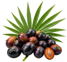 Serenoa repens, il frutto al centro di Uro Active